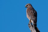 Red-shouldered hawk on lookout