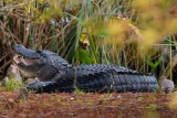Gator with its mouth open