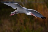 Ibis flying past