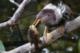 Anhinga with a fish