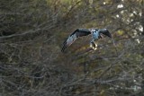 Osprey with a fish catch