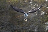 Osprey shaking off the water from the dive