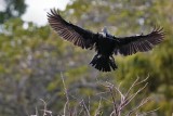 Cormorant about to land