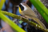 Common yellowthroat male