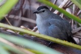 Grey catbird