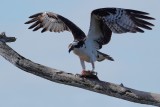 Osprey guarding his fish