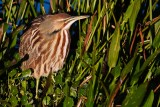 American bittern looking around