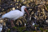 Ibis