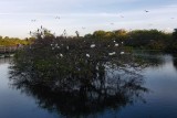 Wakodahatchee Wetlands nesting island