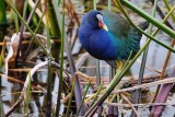 Purple gallinule