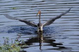 Tricolor heron fishing symmetry