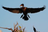 Cormorant landing all spread out