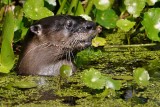 River otter looking around