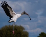 Wood stork with a big stick
