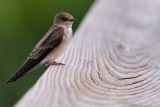 Northern rough-winged swallow