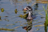 Pied-billed grebe chick