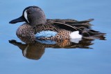Male blue-winged teal