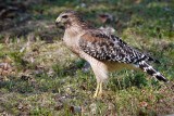 Red-shouldered hawk