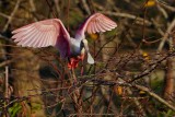 Roseate spoonbill balancing