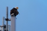 Bald eagle on a cell tower