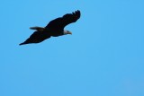 Bald eagle flying off at dusk
