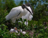 Wood stork family