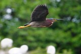 Green heron flying by