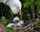 Great egret chicks and parent