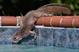 Squirrel drinking from the pool