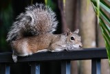 Squirrel resting on the fence