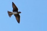 Purple martin in flight