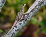 Basilisk lizard on a tree