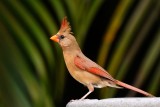 Female northern cardinal in my yard