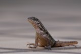Northern curly-tailed lizard on my deck