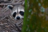 Raccoon hiding behind a tree