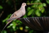 Mourning dove on the bird bath
