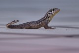 Baby northern curly-tailed lizard