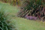Mother bobcat along the levee, hunting