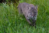 Mother bobcat coming straight at me