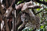 Barred owl stretching its wings