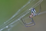 Orchard orbweaver spider