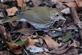 Ovenbird deep in the forest shade