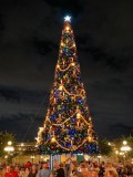 Main Street Christmas tree at night