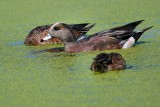 American wigeon and teal friends