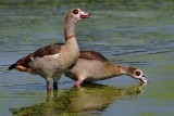 Pair of Egyptian geese in the shallows