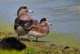 Pair of American wigeons on the shore