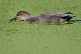Gadwall eating the duckweed