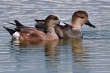 American wigeon and gadwall pairing up