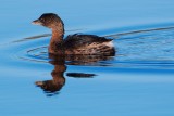 Pied-billed grebe cruising