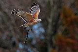 Red-shouldered hawk with a snake